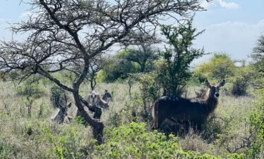 Nairobi National Park, David Sheldrick Elephant Orphanage & Giraffe Centre Tour