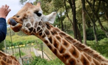 Giraffe Centre Nairobi – Rothschild’s Giraffe Feeding & Conservation Experience